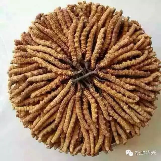蟲(chóng)草凍干機(jī)